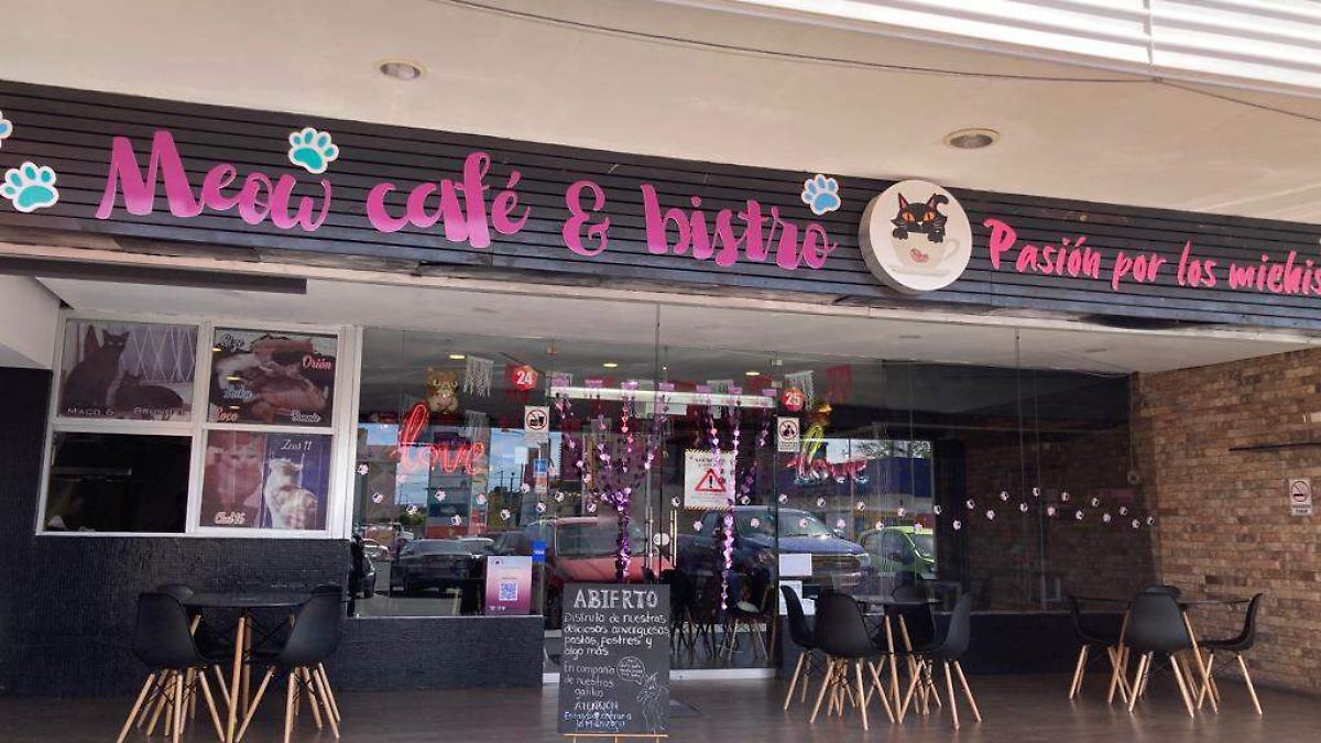 Meow café & Bistro, cafetería poblana que rescata gatitos y los da en adopción